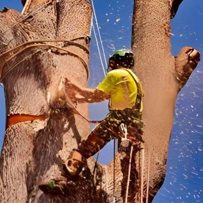 EMERGENCY TREE REMOVAL