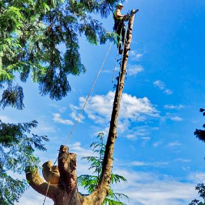 TREE TRIMMING